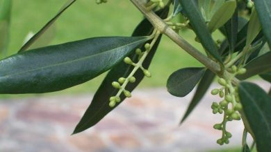 Kol üzere zayıflatan zeytin yaprağı çayı nedir, yararları neler? Zeytin yaprağı tozu…